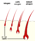 hair follicle